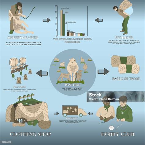 Illustrazione che mostra la filiera della lana Merino, dal benessere delle pecore alla produzione del capo finito