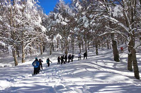 un gruppo di persone che cammina con le ciaspole su un sentiero innevato in un bosco