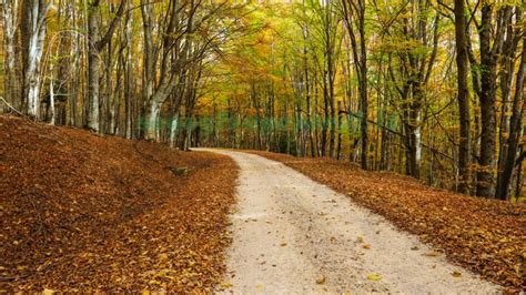 Sentiero che attraversa un bosco di faggi con indicazioni per la Val Sanguigno