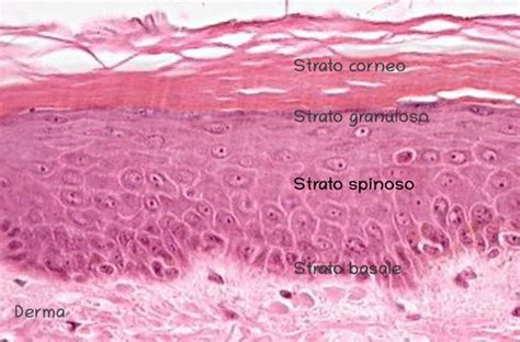 Schema esplicativo della struttura a doppio strato delle pelli ibride di foca