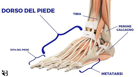 Dettaglio del sistema Soft Pad che avvolge il collo del piede
