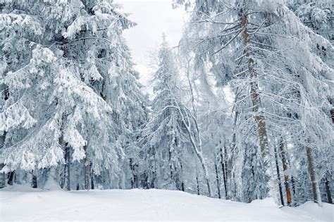 Fotografia panoramica di una foresta innevata in Sardegna, con alberi coperti di neve e un sentiero.