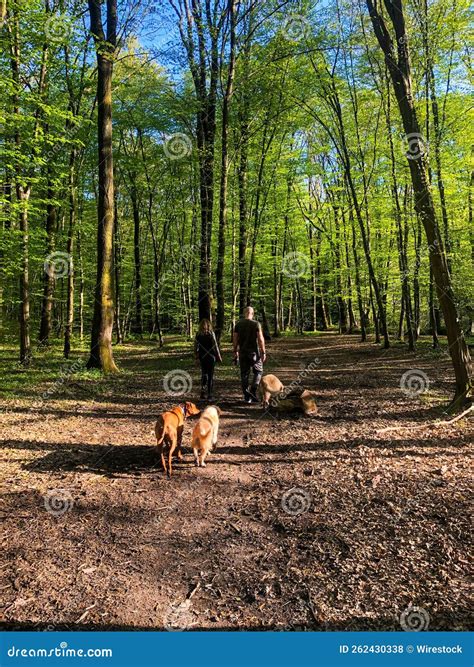 Foto di persone che passeggiano in montagna con i loro cani.