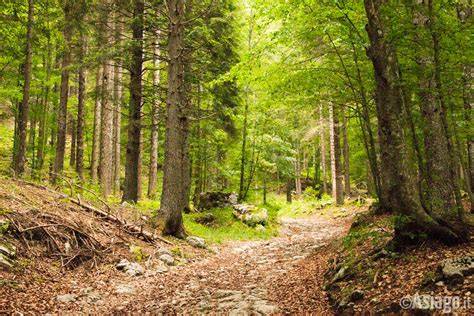 Sentiero nel bosco con alberi innevati e indicazioni per il sentiero principale