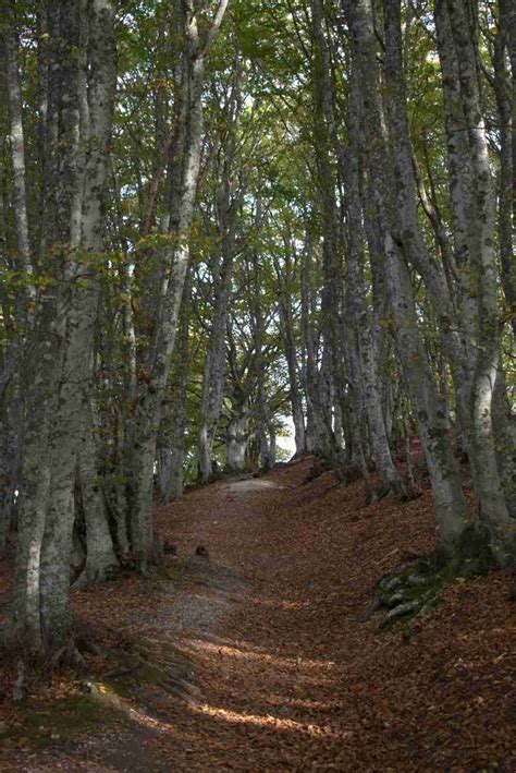 Immagine del Bosco di Pietra, una faggeta di alto fusto con alberi imponenti