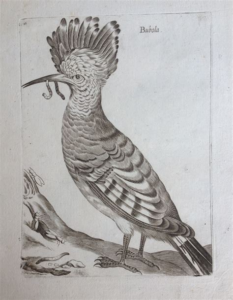 Illustrazione storica di uccelli tratta dal trattato di Gio. Pietro Olina.