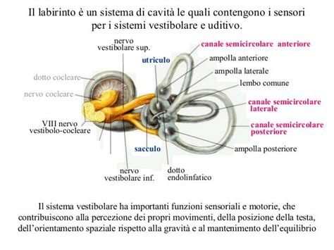 Illustrazione schematica del sistema vestibolare del gatto.