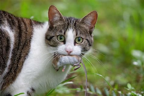 Un gatto che gioca con un topo giocattolo.