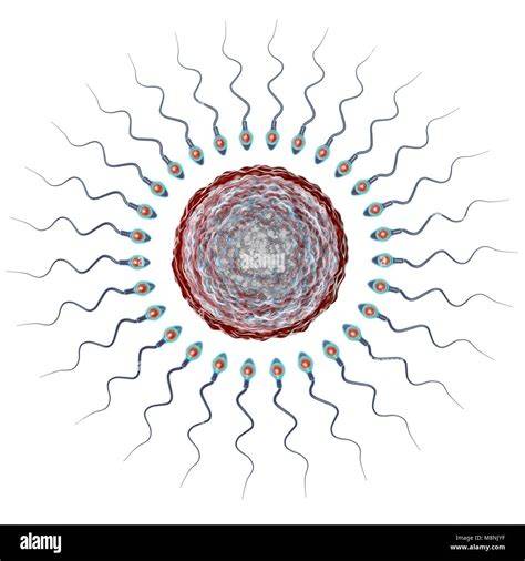 Illustrazione di ovuli e spermatozoi, con enfasi sulla fecondazione.