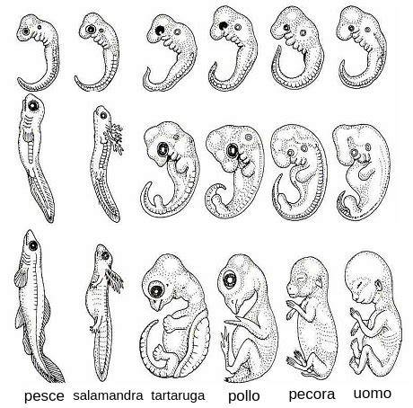 Illustrazioni di embrioni di pollo tratte da monografie embriologiche del XIX secolo.