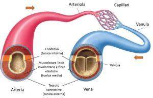 Infografica che illustra la differenza tra emorragia arteriosa, venosa e capillare, con indicazioni visive del colore e del flusso del sangue.