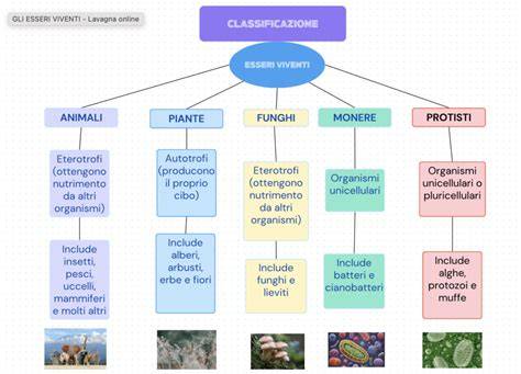 Illustrazione che mostra la classificazione degli ematomi: sottocutanei (con esempi come petecchie ed ecchimosi) e subungueali.