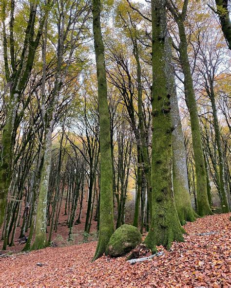 Installazione artistica moderna immersa in una faggeta innevata nel Bosco della Difesa.