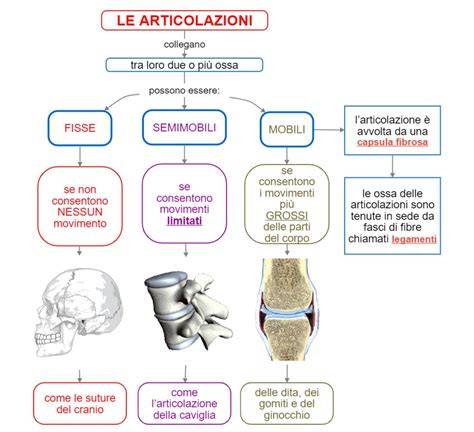 Infografica che illustra i principali gruppi muscolari e le articolazioni coinvolti nello sci di supergigante.
