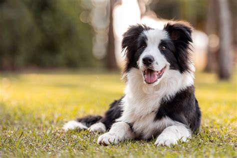 Border Collie in un paesaggio rurale