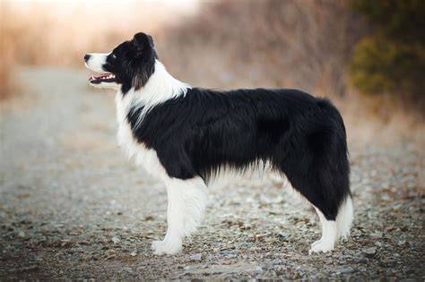 Border Collie con sguardo intenso