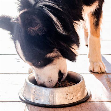 Cucciolo di Border Collie che mangia da una ciotola