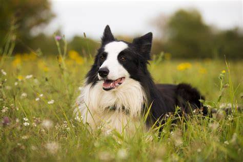 Border Collie che si riposa in una cuccia comoda