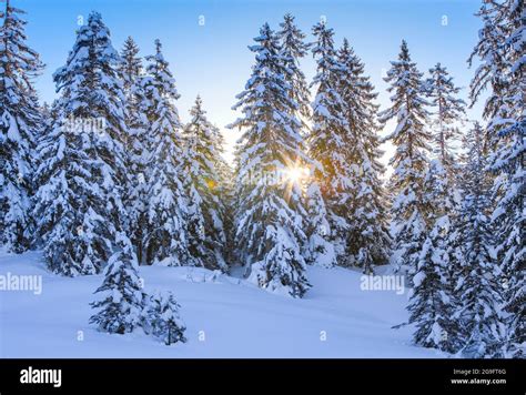 Alberi nodosi e radure innevate nella foresta di Stazer
