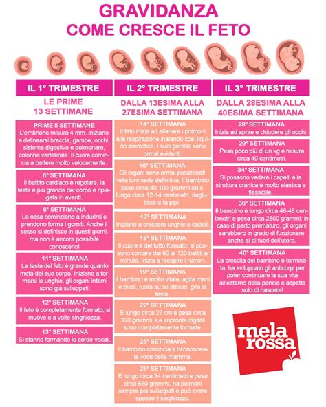 infografica che elenca i disturbi comuni del primo trimestre di gravidanza con relative cause ormonali