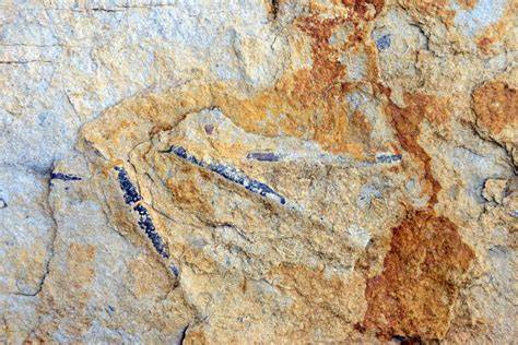 dettaglio di un'orma di dinosauro fossilizzata nella roccia