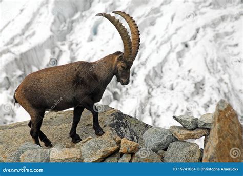 Fotografia di uno stambecco adulto in un ambiente montano innevato
