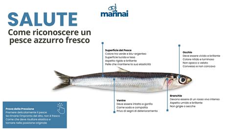 Illustrazione di una razza (pesce) con le sue caratteristiche distintive.