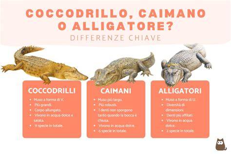 Infografica che illustra le differenze tra i vari stili di riding: All-Mountain, Freestyle, Freeride, Splitboard
