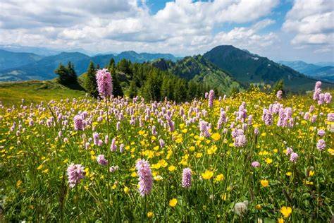 prato fiorito di montagna con primule, orchidee, anemoni e genziane