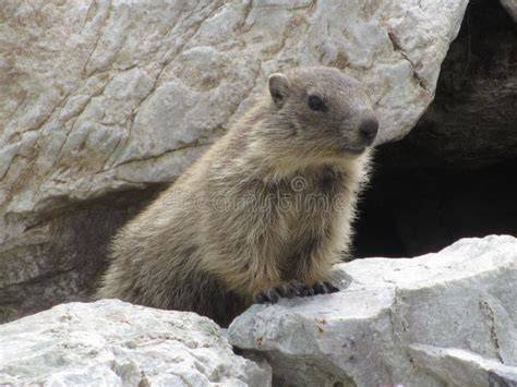 marmotta che sbuca da una tana in montagna
