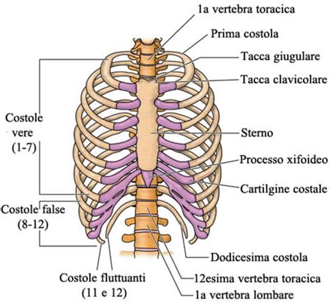 schema della gabbia toracica con coste, sterno e vertebre